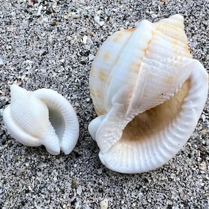 Double lipped scotch bonnet shells- set of 2, RARE florida beach shells, ethically handpicked florida seashells