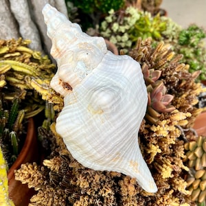 HUGE horse conch shell, as is/damaged (228.6mm)- Ethically, hand collected Florida seashells