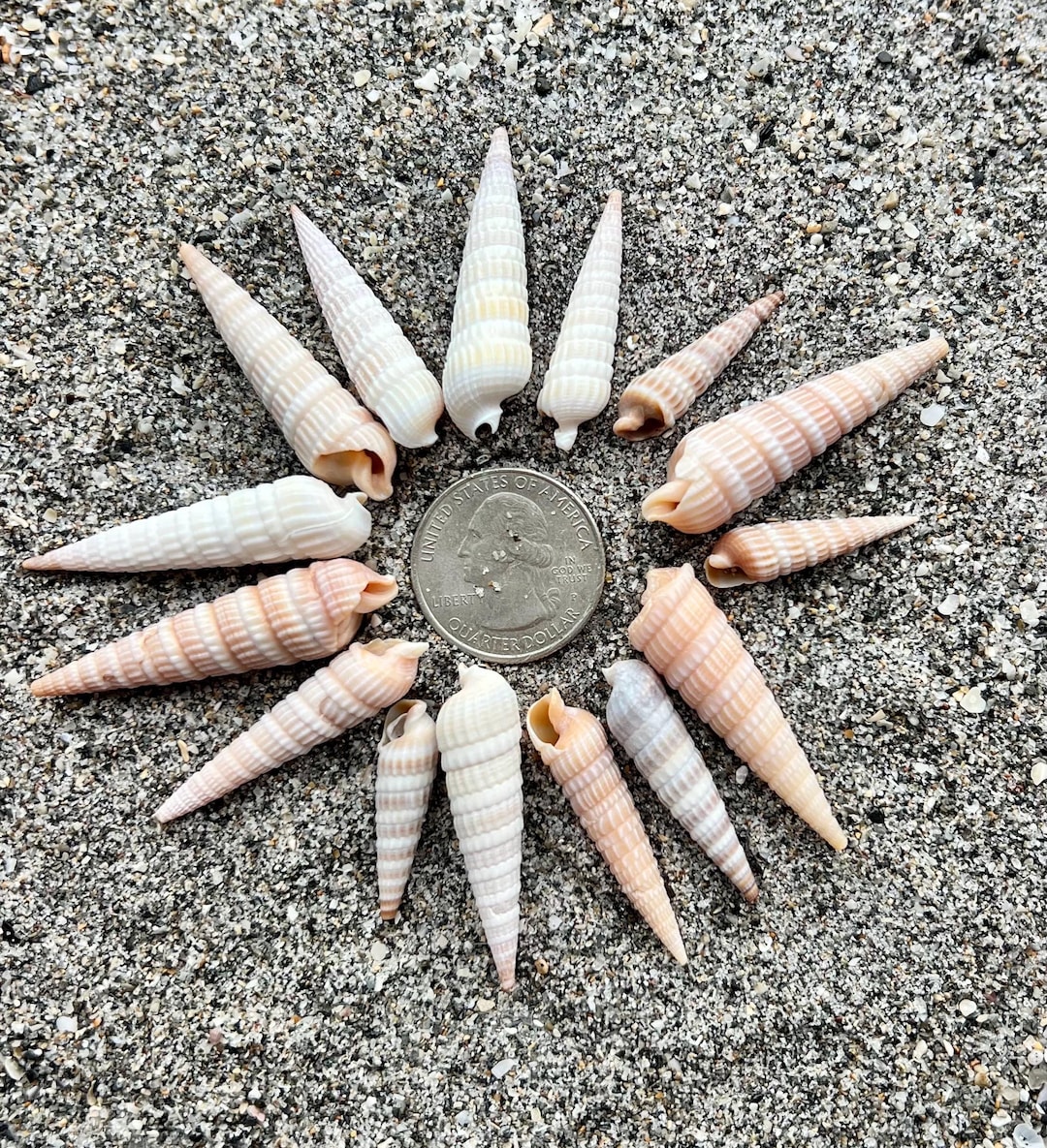 Auger Shells- 15 Shells, Ethically Hand Collected Florida Seashells - Etsy