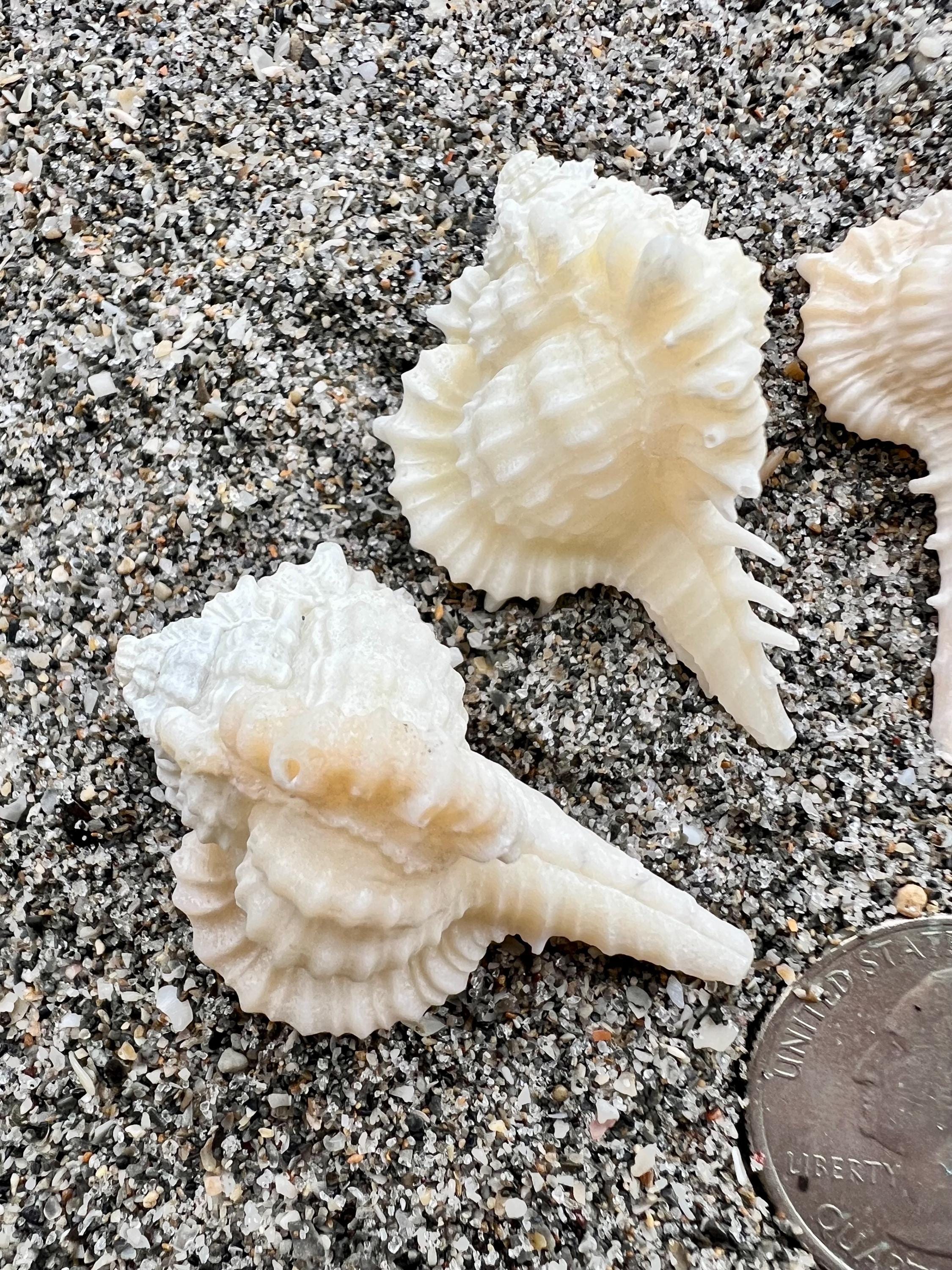 Rare Shellos Rare Cabrit Murex Shells- 5 Seashells, Ethically Hand Collected Florida ...