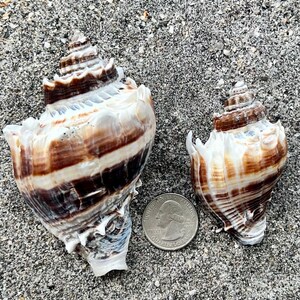 May include: Two seashells with brown and white stripes, resting on a sandy surface. The larger shell is next to a US quarter for size comparison. The shells have a spiral shape and textured surface.