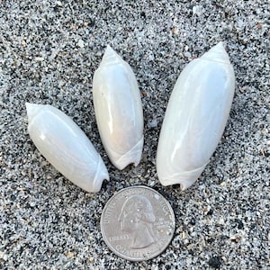 May include: Three pearlescent white seashells of varying sizes are arranged on a sandy surface next to a US quarter. The shells have a smooth, elongated shape with a pointed end. The quarter is included for size reference.