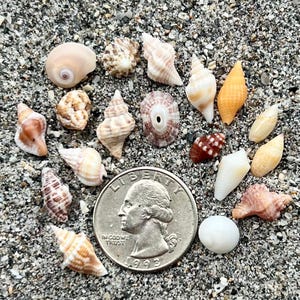 May include: A collection of various small seashells in shades of white, tan, brown, and orange, arranged around a silver United States quarter coin with a diameter of 0.955 inches, displaying the profile of George Washington and the text Liberty.