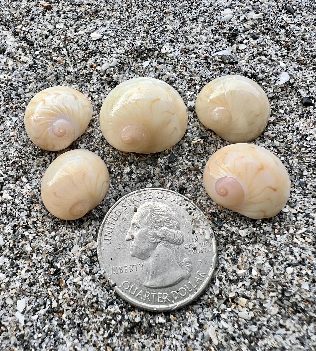 Sea Moon Shell Gaudy Nautica (colorful Moon) Shells- 5 Seashells, Ethically Hand ...