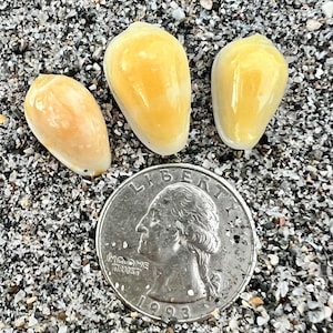 May include: Three smooth, glossy, yellow and cream-colored cowrie shells arranged in a cluster above a silver-colored United States quarter coin, which features the profile of George Washington and the text LIBERTY and IN GOD WE TRUST.