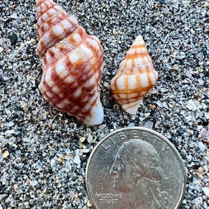 May include: Two spiral seashells with white and reddish-brown checkered patterns positioned next to a silver United States quarter coin, which has a diameter of 0.955 inches, resting on a bed of small, multi-colored sand and shell fragments.
