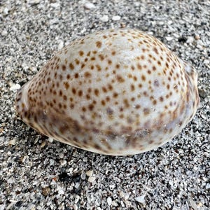 Thrush cowrie, invasive to Florida- Collectors shell, ethically hand collected seashells