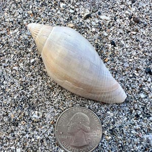 May include: A light beige seashell with a spiral top, lying on a bed of sand and small pebbles. A United States quarter coin is next to the shell for size comparison. The shell is approximately 4 inches long.