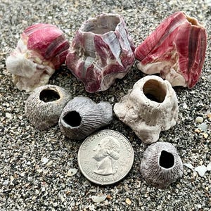 Barnacles- 7 pink & purple barnacles, ethically hand collected florida barnacles
