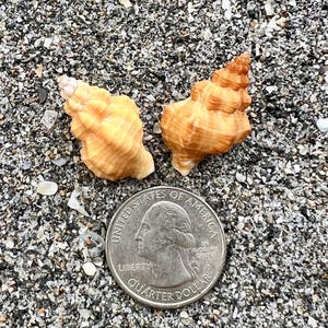 May include: Two spiral-shaped, light orange seashells with textured ridges positioned above a silver United States quarter dollar coin, which serves as a scale reference for the size of the shells.