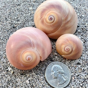May include: Three smooth, rounded, light tan and peach-colored seashells with visible spiral patterns. A silver-colored United States quarter coin is placed next to the shells to provide a clear sense of scale for the objects.