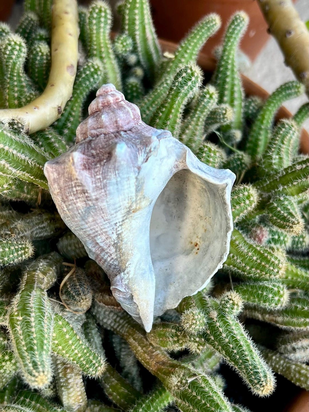 Cornial Shell Fossilized King Crown Conch Shell (73.66mm), Florida Fossil Shells - Etsy