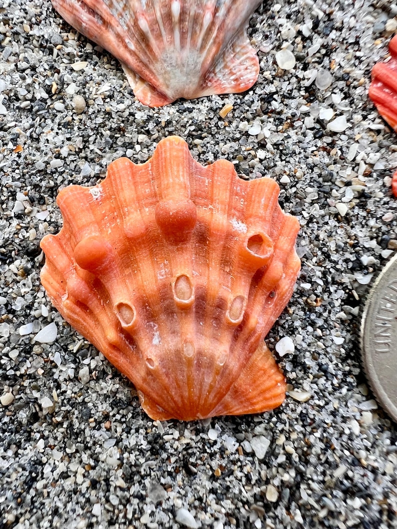 Rare Lions Paw Shells (sold Separately) - Etsy