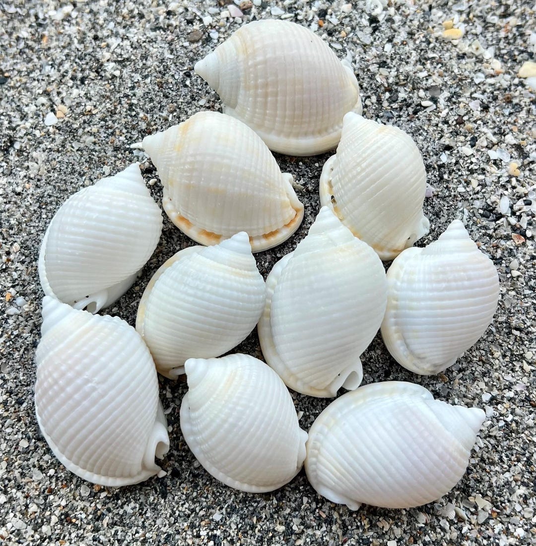 Scotch Bonnet Shells- LOT 2, 10 Shells, Florida Beach Shells, Ethically ...