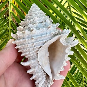 Large Fossilized Vase shell, found on land- Hystrivasum horridum, Florida fossil shells, fossils, fossil seashell