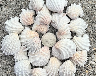Spiny jewel box shells- 25 shells, Ethically hand collected Florida seashells, Batch 2