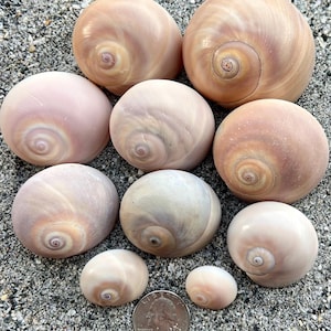 May include: A collection of nine smooth, rounded moon snail shells in varying shades of beige, tan, and soft pink, arranged on a sandy surface next to a silver United States quarter coin for scale, showing their spiral patterns and glossy finish.