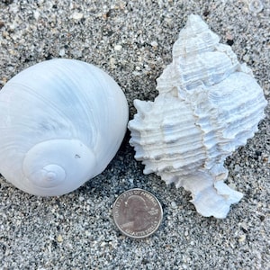 May include: Two white seashells of different shapes rest on a sandy surface next to a quarter. One shell is round and smooth, while the other is textured and spiky. The shells are a natural, off-white color.