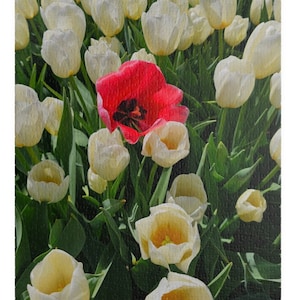 Floral Jigsaw Puzzle: Red Tulip in White, 500/1000 Piece