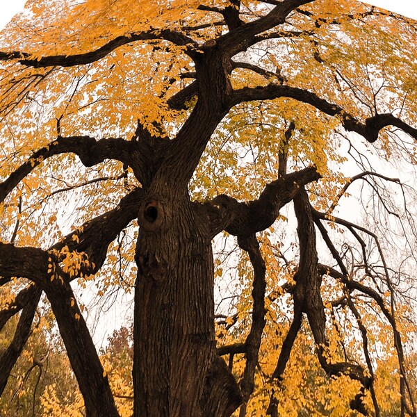 Sprawling Oak Central Park Tree Autumn Fall Foliage Manhattan New York City Photograph Canvas Print Acrylic Glossy Paper Home Wall Art Decor