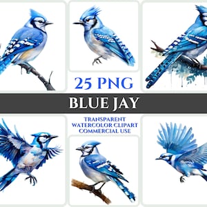 Aquarel Blue Jay Clipart Majestic Bird Flying Bundle Sublimation PNG Abstract Feather Schattig cadeau Cardmaking Cute Digital Printable Art