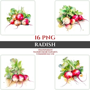 Radish Clipart PNG Watercolor Set Transparent Digital Image Commercial Use Sticker Photo Card Transparent Illustration Cuttingboard Print
