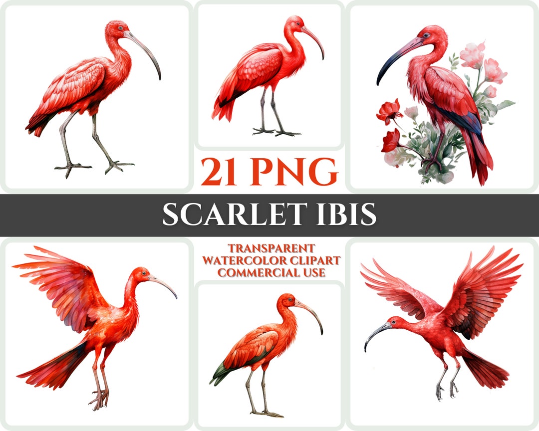 Watercolor Scarlet Ibis Clipart Majestic Red Bird Fly Bundle Sublimation PNG Abstract Feather ...