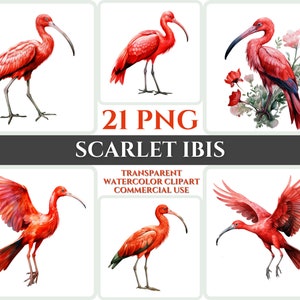 Aquarel Scarlet Ibis Clipart Majestic Red Bird Fly Bundle Sublimation PNG Abstract Feather Lovely Cardmaking Craft Digital Printable Art