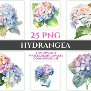 Acuarela Hortensia Clipart PNG Flor Flor Imagen Archivo Romántico Sublimación Wallart Digital Boda Ramo Colorido Vibrante Arte Floral