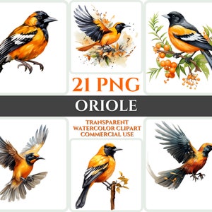 Aquarel wielewaal clipart majestueuze oranje vogel vlieg bundel sublimatie PNG abstracte veer schattige kaart maken ambachtelijke digitale afdrukbare kunst