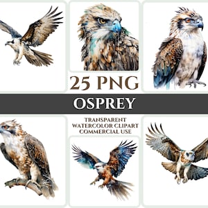Aquarel Osprey Clipart Majestic Brown Bird Fly Bundle Sublimation PNG Abstract Feather Lovely Cardmaking Craft Digital Printable WallArt