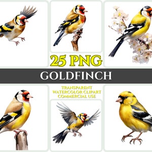 Aquarel distelvink clipart majestueuze gele vogel vliegen bundel sublimatie PNG abstracte veer schattige kaart maken ambachtelijke digitale afdrukbare