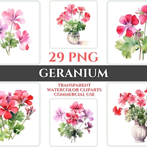 Aquarell Geranium Clipart PNG Blume Blüte Bild Romantische Datei Sublimation Wallart Digitale Hochzeit Bouquet Bunte Lebendige Blumenkunst