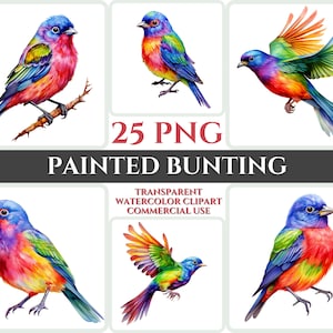 Aquarel geschilderd Bunting clipart majestueuze kleurrijke vogel vlieg bundel sublimatie PNG abstracte veer mooie kaart maken ambachtelijke afdrukbare kunst