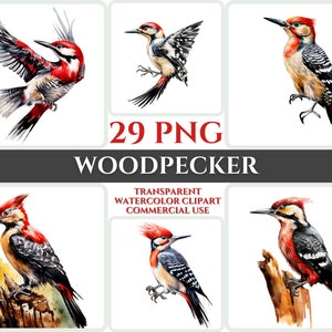 Picchio dell'acquerello Clipart Maestoso uccello colorato Fly Bundle Sublimazione PNG Piuma astratta Adorabile Cardmaking Digital Printable Art
