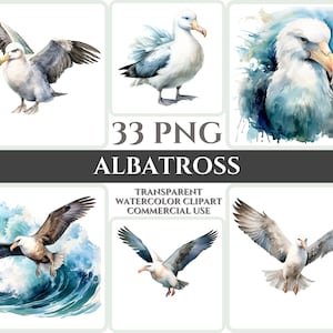 Acquerello Albatross Clipart Majestic White Bird Fly Bundle Sublimazione PNG Astratto Piuma Adorabile Compleanno Cardmaking Stampabile Digitale