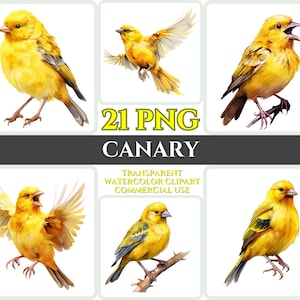 Aquarel kanarie clipart majestueuze gele vogel vliegen bundel sublimatie PNG abstracte veer mooie kaart maken ambachtelijke digitale afdrukbare WallArt