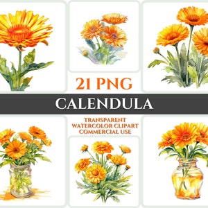 Acuarela Calendula Clipart PNG Flor Flor Imagen Archivo Romántico Sublimación Wallart Digital Boda Ramo Colorido Vibrante Arte Floral