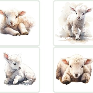Puede incluir: Cuatro ilustraciones de acuarela de adorables corderos blancos. Cada cordero se representa en una postura diferente, uno acostado, otro de pie y dos sentados. Las ilustraciones est&aacute;n sobre un fondo blanco.