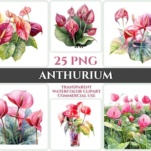 Acuarela Anthurium Clipart PNG Flor Flor Imagen Romántica Archivo Sublimación Wallart Digital Boda Ramo Colorido Vibrante Arte Floral