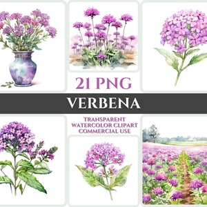 Acuarela Verbena Clipart PNG Flor Flor Imagen Romántica Archivo Sublimación Wallart Digital Boda Ramo Colorido Vibrante Arte Floral