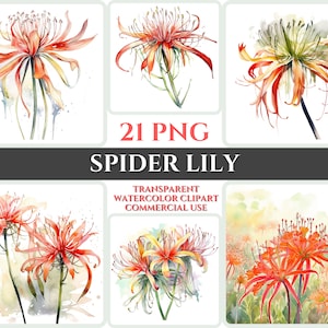 Acuarela Araña Lily Clipart PNG Flor Flor Imagen Archivo Romántico Sublimación Wallart Digital Boda Ramo Colorido Floral Vibrante