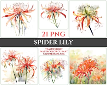 Clipart de lírio-aranha em aquarela, imagens florais em PNG (download digital)