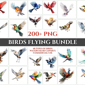 Pájaro volando acuarela clipart paquete majestuoso colorido pájaros volar PNG pluma encantadora cardmaking arte imprimible pared arte descarga digital
