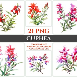 Watercolor Cuphea Clipart PNG Flower Blossom Image Romantic File Sublimation Wallart Digital Wedding Bouquet Colorful Vibrant Floral Art