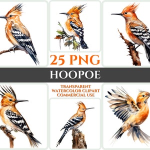 Aquarel Hop Clipart Majestic Orange Bird Fly Bundle Sublimation PNG Abstract Feather Lovely Cardmaking Craft Digital Printable WallArt