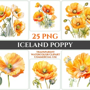 Acquerello Islanda papavero Clipart PNG fiore fiore immagine file romantico sublimazione Wallart bouquet da sposa digitale colorato vibrante floreale