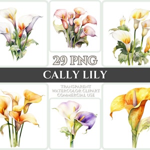 Acuarela Cally Lily Clipart PNG Flor Flor Imagen Romántica Archivo Sublimación Wallart Digital Boda Ramo Colorido Vibrante Arte Floral