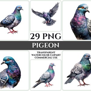 Aquarel duif clipart majestueuze kleurrijke vogel vliegen bundel sublimatie PNG abstracte veer mooie kaart maken ambachtelijke digitale afdrukbare kunst