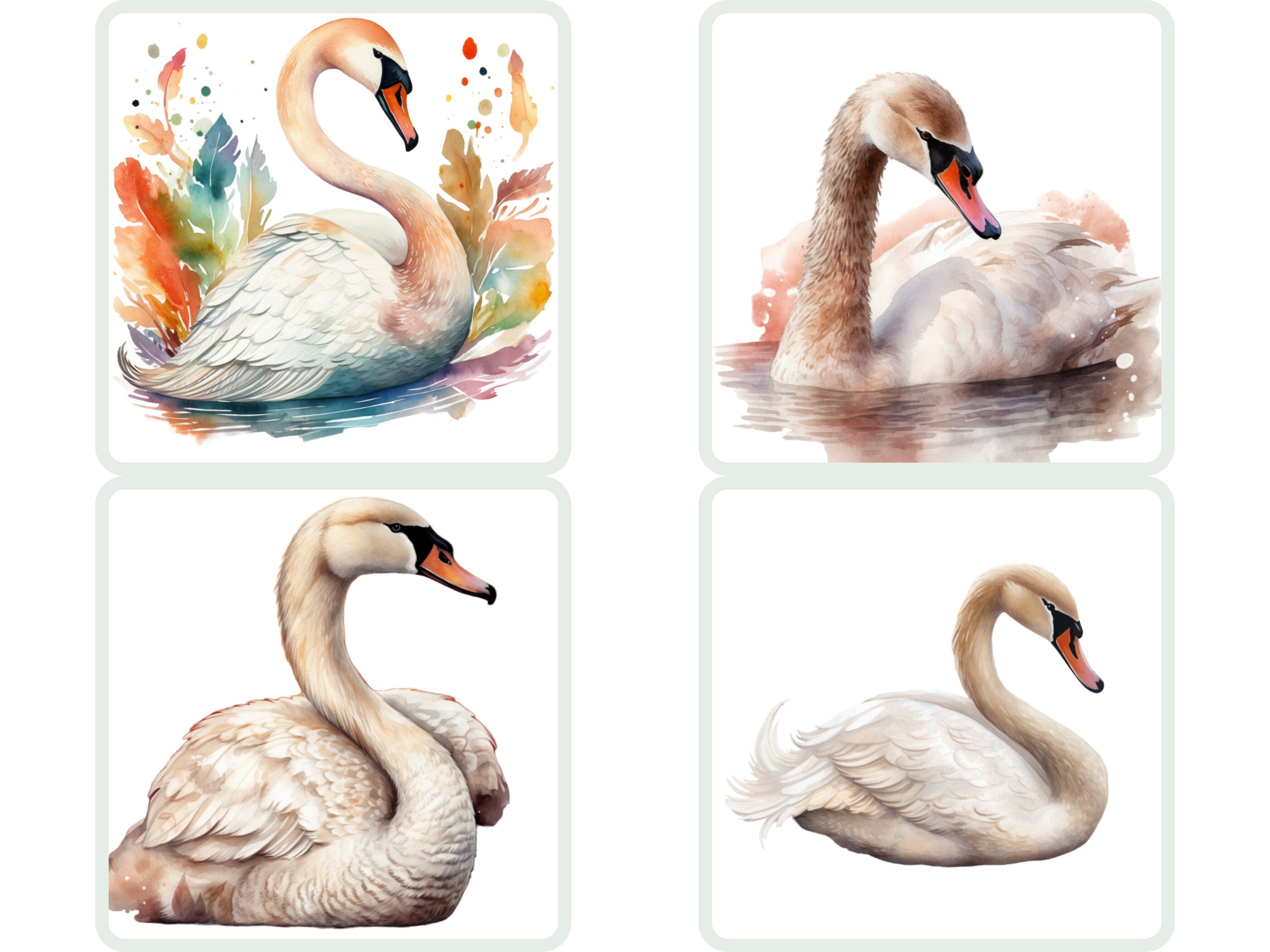Watercolor Swan Clipart Swan PNG Bundle Swan Wallart Gift for - Etsy